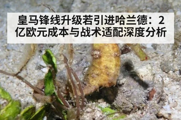 皇马锋线升级若引进哈兰德：2亿欧元成本与战术适配深度分析